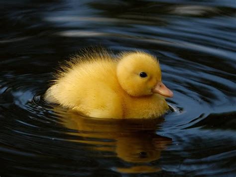 such a cute little duckling - Birds Photo (36091533) - Fanpop