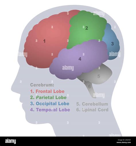 Brain lobes, anatomical regions of the cerebrum, frontal, parietal, occipital and temporal lobe ...