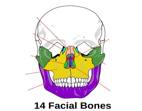 Facial Bones Quiz — Printable Worksheet