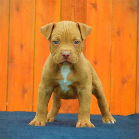 Pit Bull Puppy Wallpapers - Wallpaper Cave