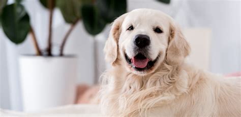 Down Syndrome Dog: Why It Happens and What to Expect - The Vets