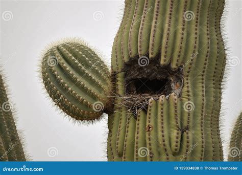 Bird`s Nest Inside a Saguaro Cactus Stock Photo - Image of sonoran, native: 139034838