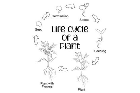 Life Cycle Of A Plant For Kindergarten