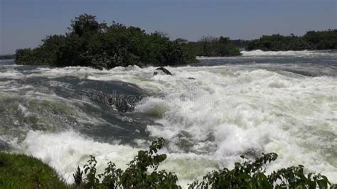 View of the White Nile River Stock Video - Video of tree, gray: 47502193