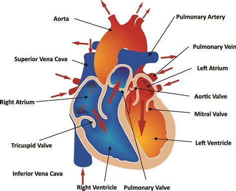 Pulmonary Artery - The Definitive Guide | Biology Dictionary