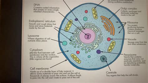 Key Information About Animal Cell Organelles