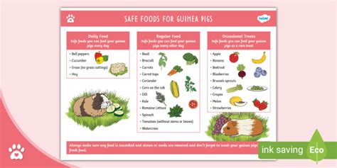 Safe Foods for Guinea Pigs - List - Pet Care - Twinkl Pets