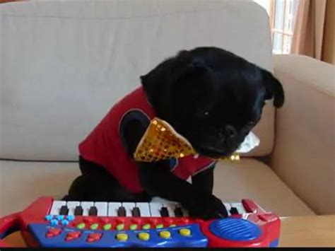 Another Day, Another Dog Playing the Piano [VIDEO]