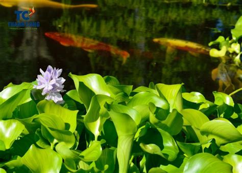 Are Water Hyacinth Good For Koi Pond?