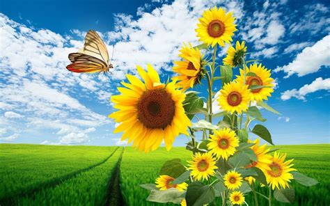 Sunflower Garden Wallpapers - Wallpaper Cave