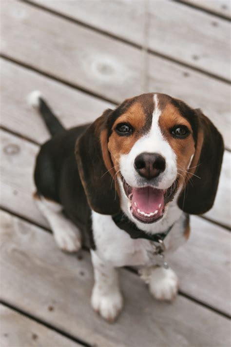 Beagle Puppies Pictures | Beagle Puppy