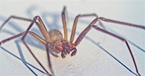 Chilean Recluse Spider: Understanding the Threat Spider Advisor