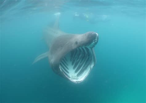 And I Think to Myself...What A Wonderful World.: Creature Feature: Basking Shark.