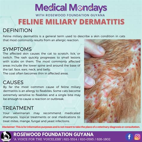 miliary dermatitis cat medicine - Daryl Sperry