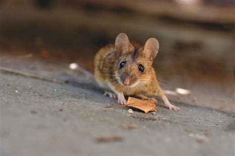 Top 8 Common Rodents in Northeastern PA - The Pest Rangers