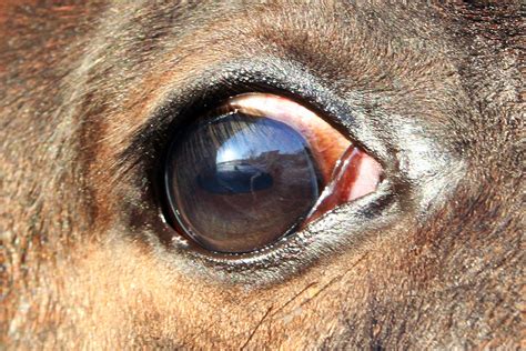 Free photo: Horse eye - Closeup, Eye, Horse - Free Download - Jooinn