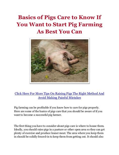 Basics of Pigs Care to Know If You Want to Start Pig Farming As Best