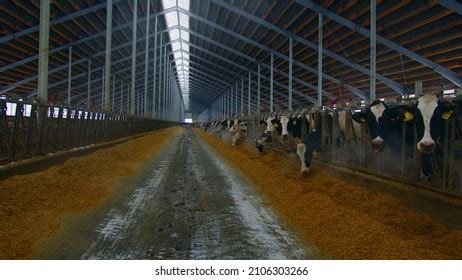 2,258 Cow eating grains Images, Stock Photos & Vectors | Shutterstock