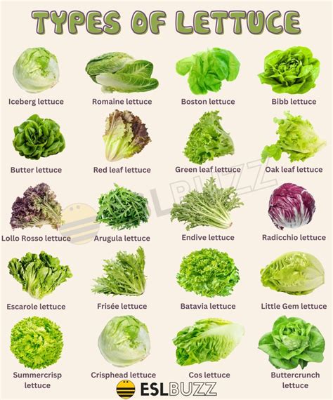 Different Types of Lettuce: A Vocabulary Guide for English Learners - ESLBUZZ