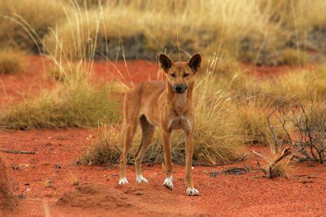 outback australia animals | Outback Australia | Australia animals, Outback australia, Australian ...