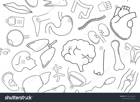 Vector Anatomy Pattern Anatomy Seamless Background Stock Vector (Royalty Free) 1094584034 ...