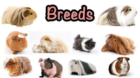 Guinea pig breeds - YouTube