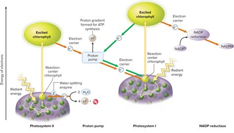 Photosynthesis - Photosystems of Chloroplasts and Cyanobacteria | Photosynthesis, Radiant energy ...