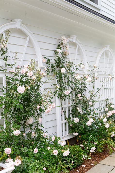 CLIMBING ROSE TRELLISES IN OUR BACKYARD | Design Darling