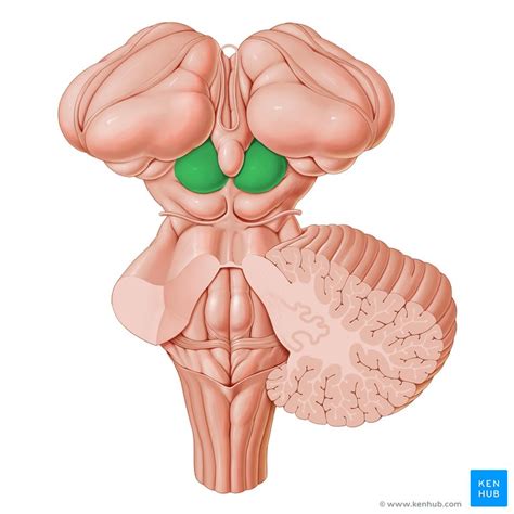 function of the superior colliculus - Captions Prince