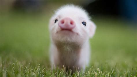 🔥 [0+] Cute Pig Wallpapers | WallpaperSafari