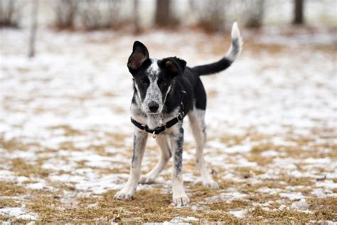 Border Heeler (Blue Heeler & Border Collie Mix): Info, Pictures, Facts, Traits | Hepper