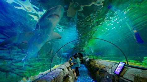 SEA LIFE Sydney Aquarium in Sydney, New South Wales | Expedia