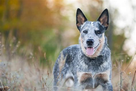 Blue Heeler Ultimate Guide: Pictures, Characteristics, & Facts - Animals Comparison