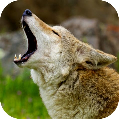 Coyote Sounds - Apps on Google Play