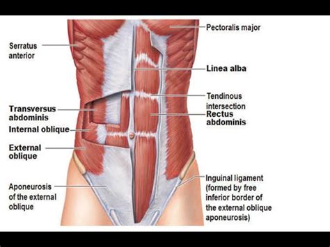 Core Muscles Anatomy