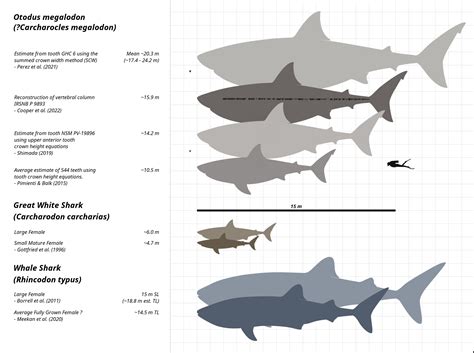 Megalodon Size Comparison Tooth