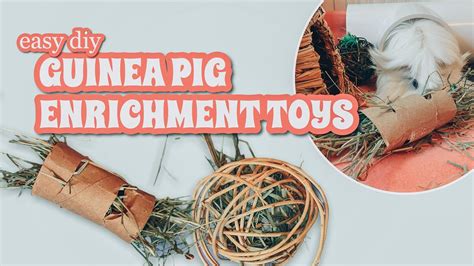 Diy Guinea Pig Toys Easy | Wow Blog