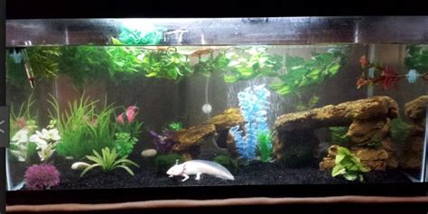 Pin by Keely Williams on Axolotl tank | Axolotl tank, Axolotl pet, Betta fish tank