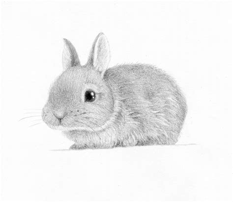 Realistic Bunny Drawing at PaintingValley.com | Explore collection of Realistic Bunny Drawing