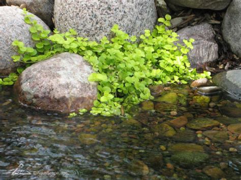 10 Popular Pond Plants - Aquascape, Inc.