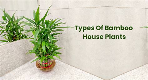 Different Types Of Bamboo House Plants (Indoor Varieties) - EmbraceGardening