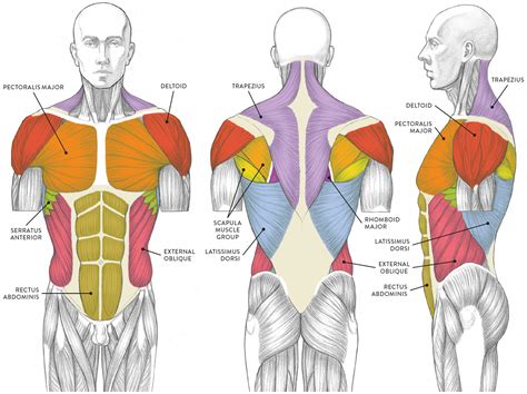 Diagram Of The Human Back Muscles