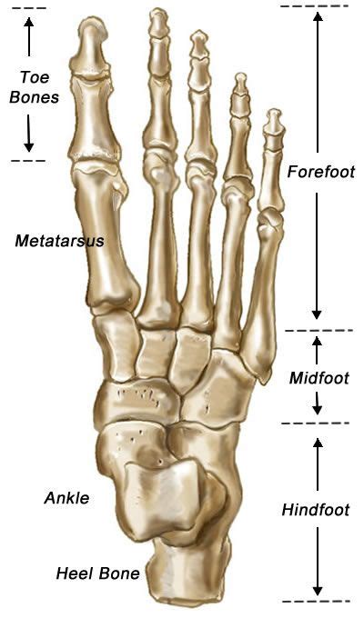 Foot Bones Anatomy