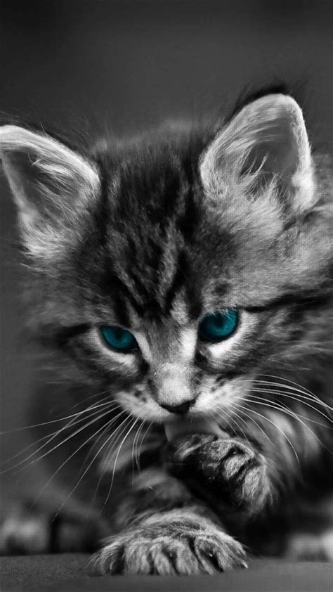 136 Wallpaper Hd Android Kucing Hitam Pics - MyWeb