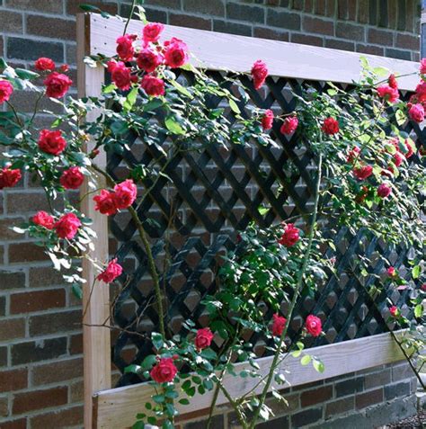 26 Functional DIY Rose Trellis Ideas | Balcony Garden Web