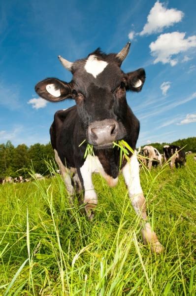 Cows eating grass free stock photos download (4,332 Free stock photos) for commercial use ...