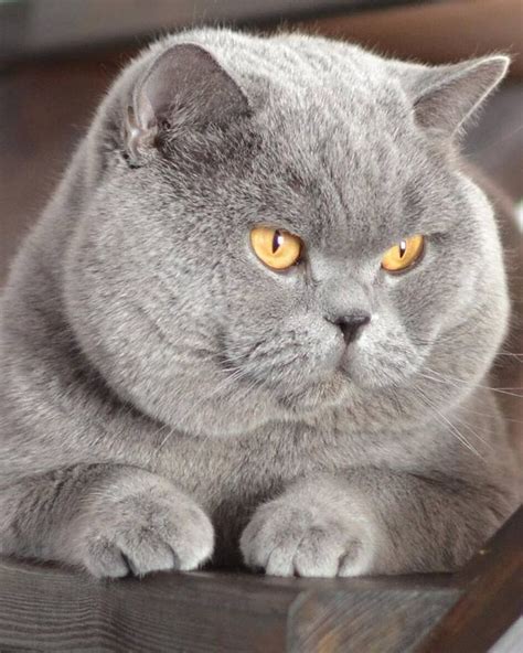 Pin by Khanya Ramey on Cats Love | British blue cat, British shorthair kittens, Kittens cutest