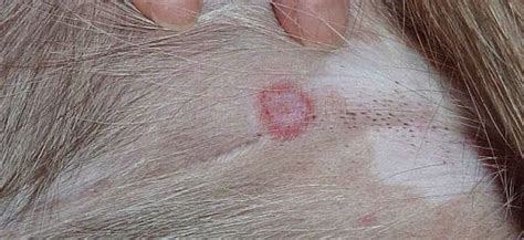 Ringworm In Dogs - What Is It And How Is It Treated?