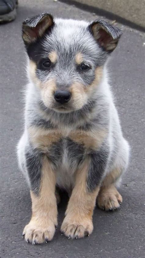 Blue Heeler Chihuahua Mix Puppy - Pets Lovers