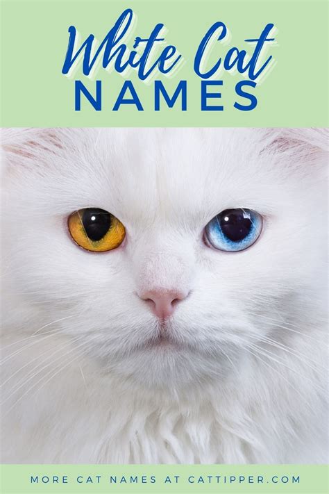 200+ White Cat Names for Your Fair Fur Baby